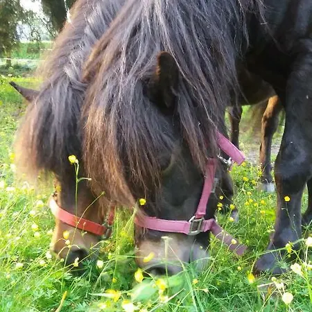 Apartment Ehemalige Revierfoersterei 